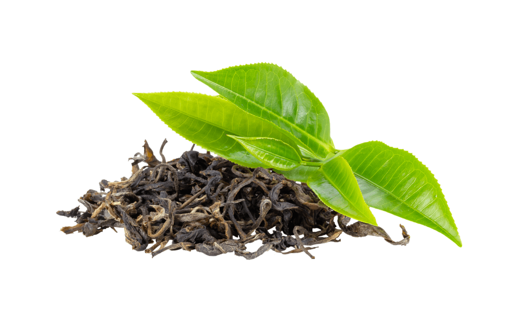 feuilles de thé vert fraîches et sèches
