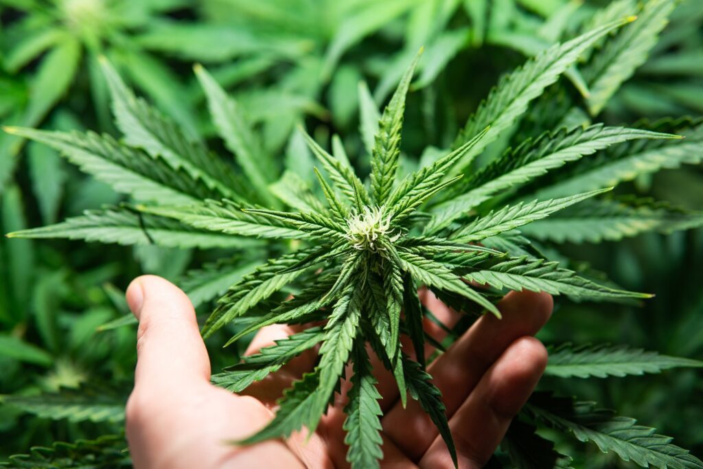 Coltivazione di cannabis nella tenda di coltivazione